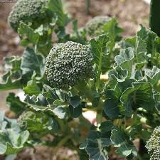 Broccoli - A powerful anti-cancer food