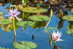 image of relaxing lily pond